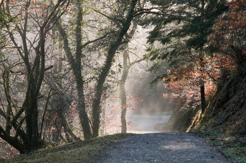 Morning Mist - Cardinham Woods, Near Bodmin, North Cornwall