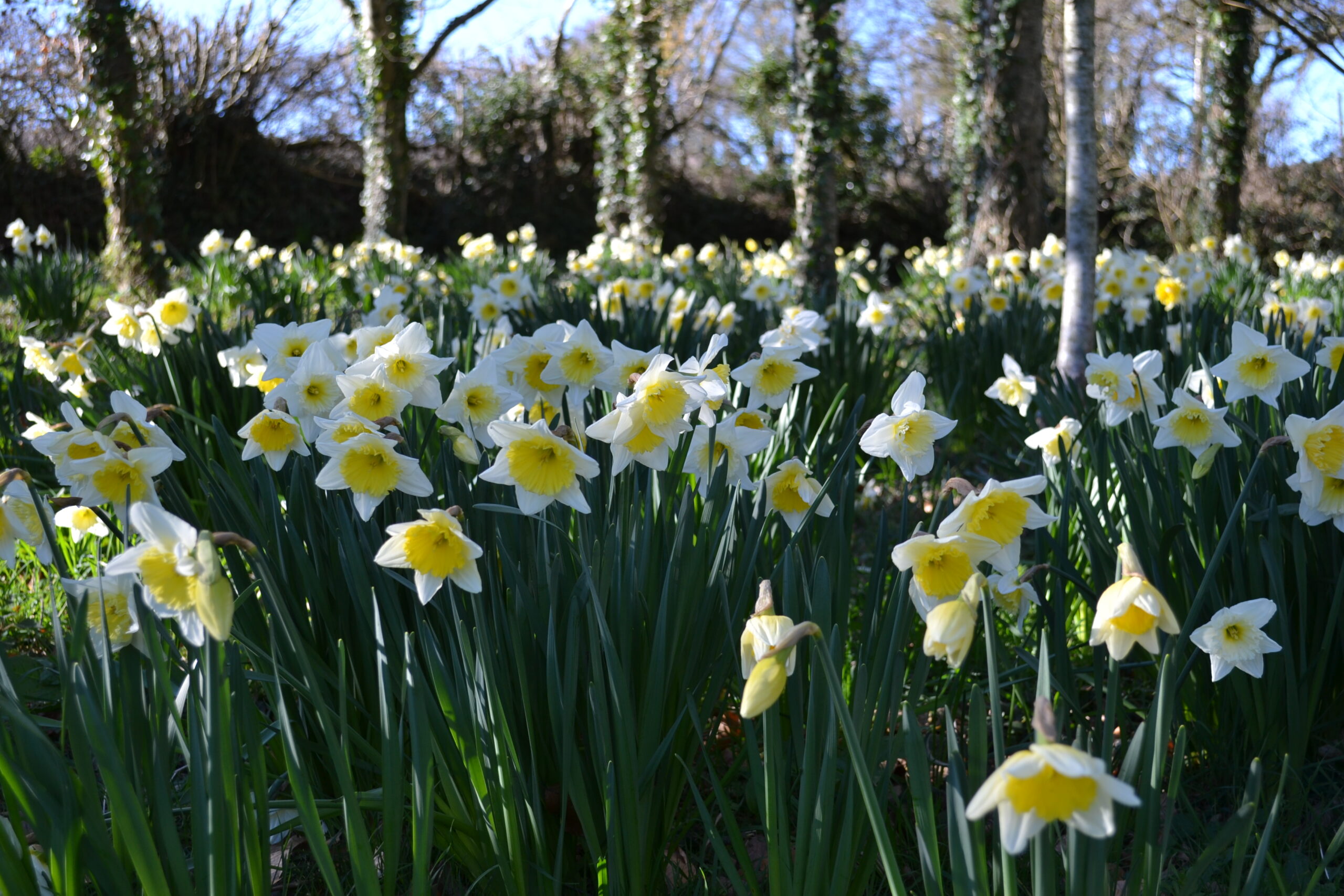 22.Grounds-Daffs-in-the-woods